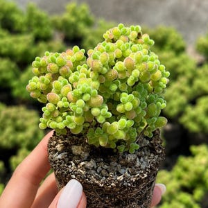 May include: A small succulent plant with dense, rounded, light green leaves that feature subtle pinkish-orange tips. The plant is rooted in a dark, textured soil mixture contained within a small, cylindrical, dark-colored plastic nursery pot.