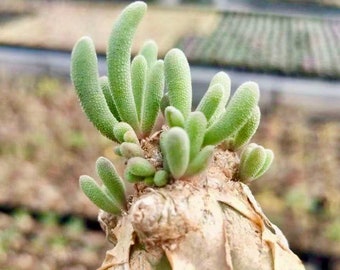 Phyllobolus Tenuiflorus (0.5", Budding Bulb), Cute Caudex, long living rare plant