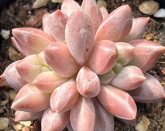 1amSucculents - Etsy