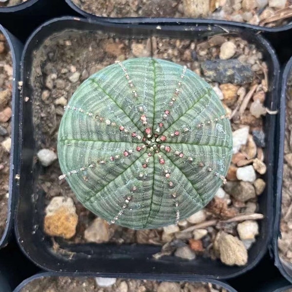 Euphorbia Obesa, (1.5”-2”), Live Plant, Rare Succulent, Baseball Euphorbia