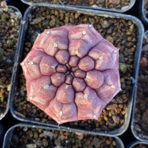 Rare Cactus - Gymnocalycium Mihanovichii Daydream Variegated Purple Color (1.5")