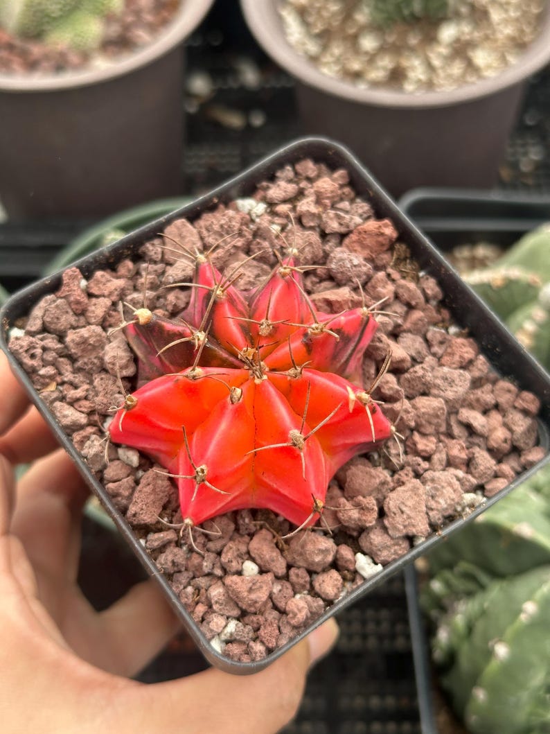 1am Succulents Gymnocalycium Mihanovichii - Thumbnail 5