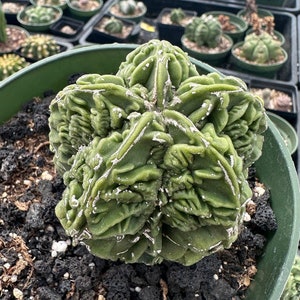 Rare Cactus, Astrophytum Myriostigma cv. Fukuryu (3&quot;-4&quot;), Live Plant