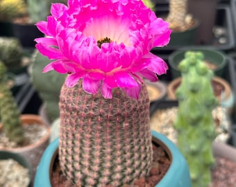 Rare Cactus - Echinocereus Rigidissimus 'Rainbow Cactus' (Single Stem)