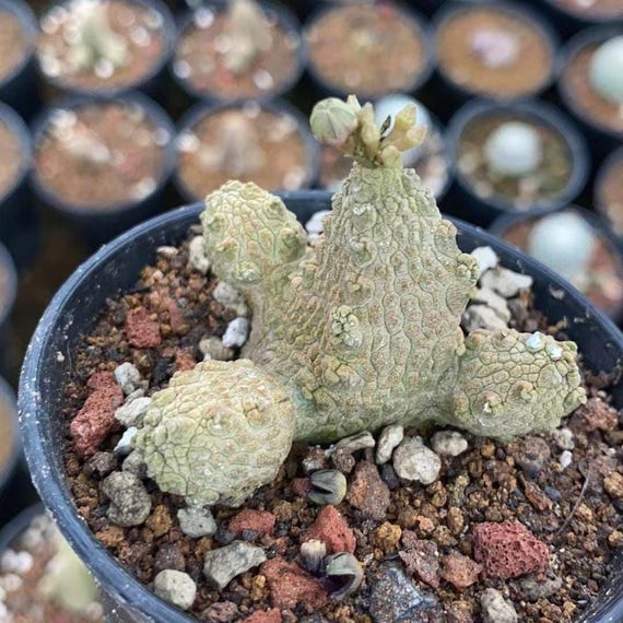 rauschii cactus Shop 'Sulcorebutia rauschii' Care & Info