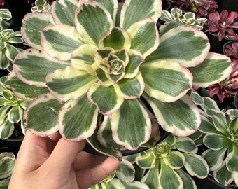 Aeonium Posiden Variegata (6”)