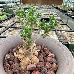 Trichodiadema Bulbosum, Rare Caudex, Live Succulent Plant