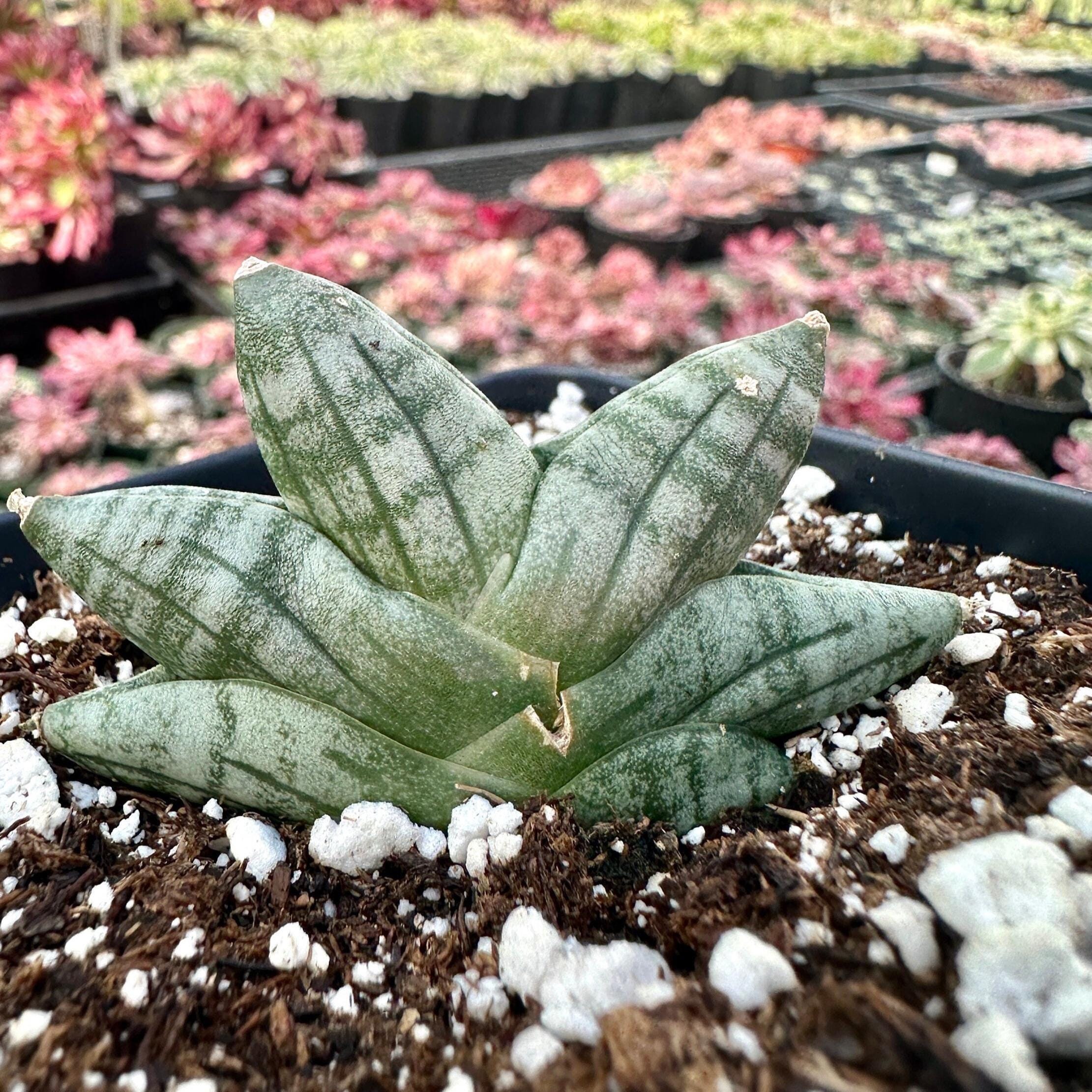 Rare Succulents, Sansevieria Mini Boncel, Christmas Tree, Live Plant - Etsy