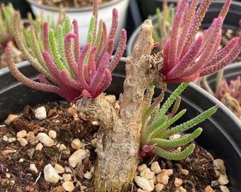 succulent toes Fenestraria rhopalophylla 'Baby Toes'