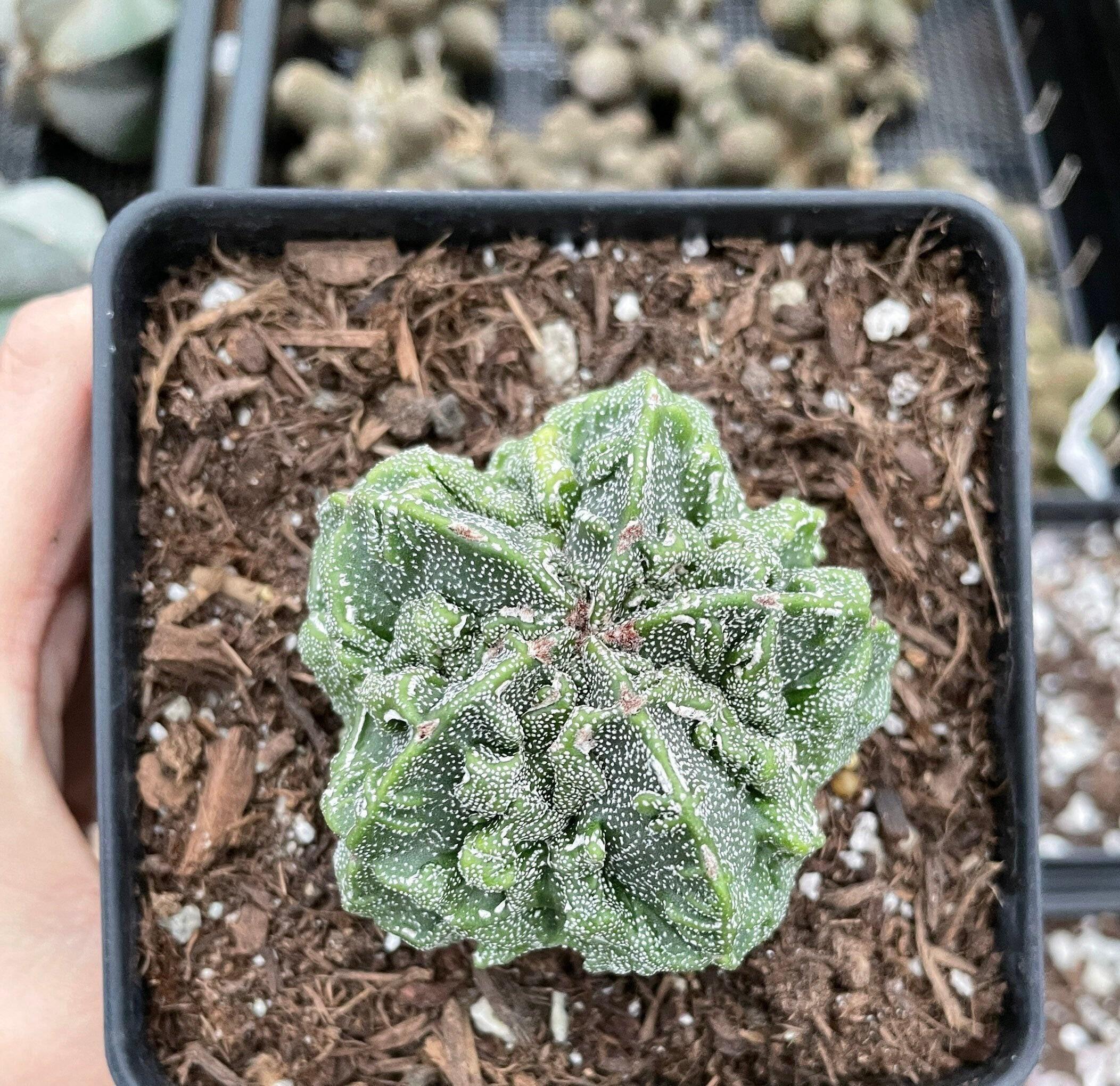 Rare Cactus, Astrophytum Myriostigma Cv. Fukuryu (3"-4"), Live Plant - Etsy