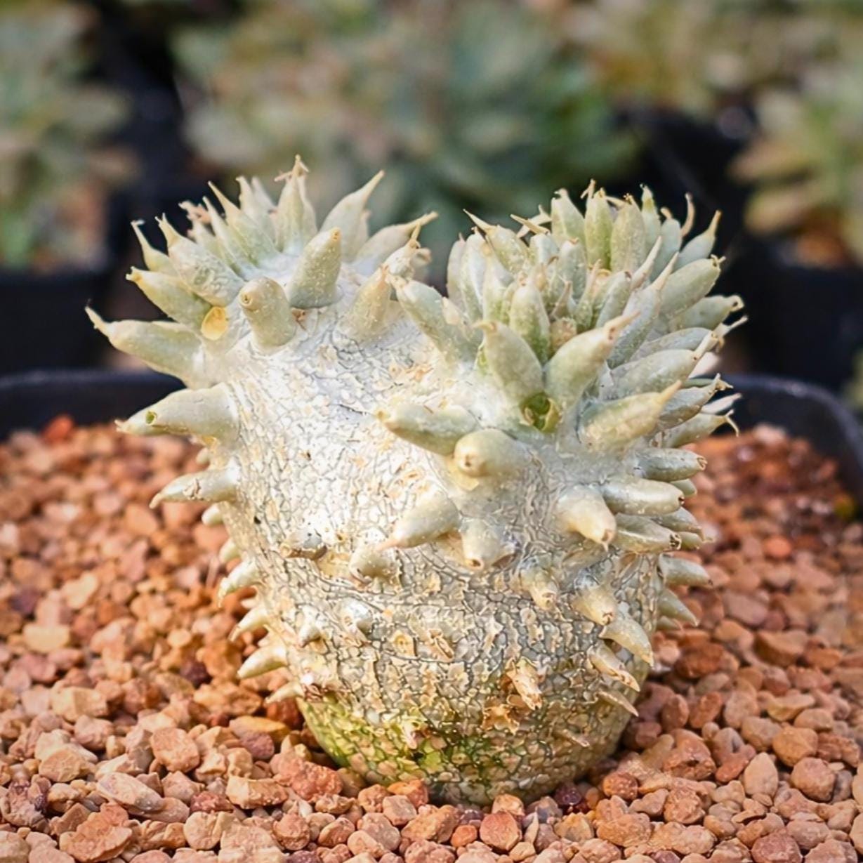 ③ 多頭選抜 恵比寿笑い Pachypodium brevicaule Rare Succulents - Pachypodium Brevicaule, Growers Choice - Etsy