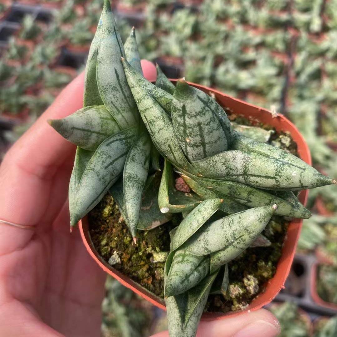 Rare Sansevieria Mini Boncel Succulent: Compact Easy-care Indoor