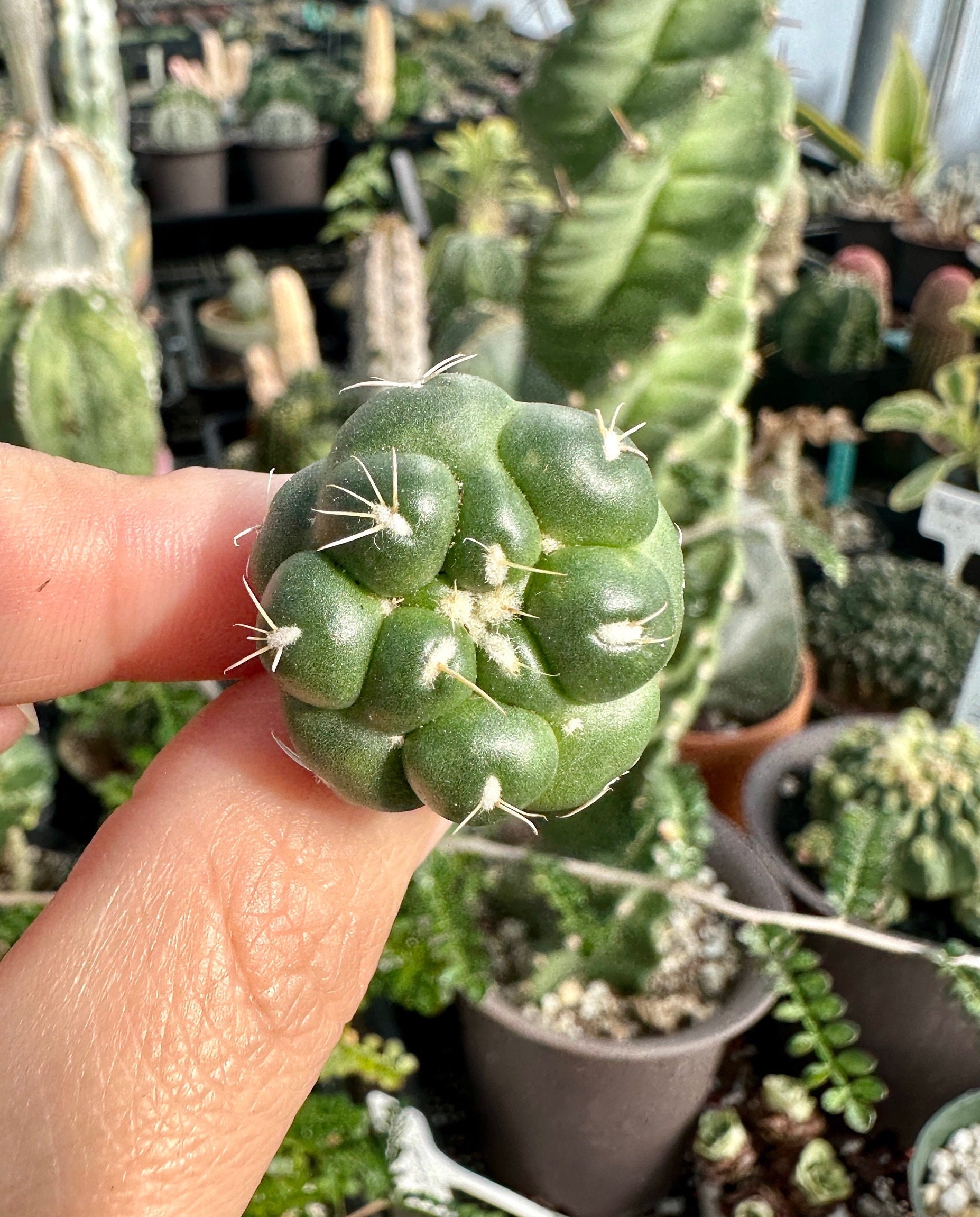 T. Succulent Form × Nizanda T'STROPICALS Succulent Twist in Durham, NC | Floral Dimensions