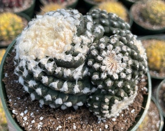 Rare Cactus - Copiapoa Tenuissima cv. Fred (own roots)