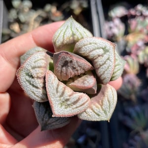 Rare Succulents - Haworthia Splendens Aries (3"), Live Plant