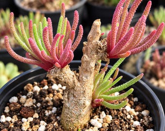 Rare Phyllobolus Resurgens Succulent, Old Stem Caudex, 3" Pot (Live Specimen)