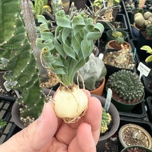 Ornithogalum Concordianum, Rare Succulents, Chubby Beauty, Budding Bulb 0.41 0.8"-1"