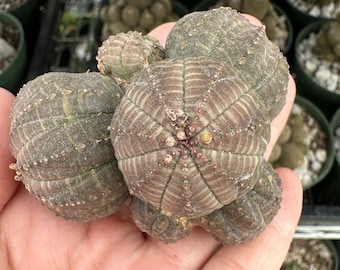 Rare Euphorbia - Euphorbia Obesa small cluster