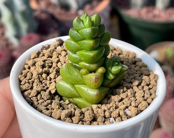 Rare Succulents - Crassula Marchandii (2.5" pot)