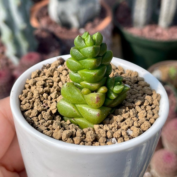 Rare Succulents - Crassula Marchandii (2.5" pot)