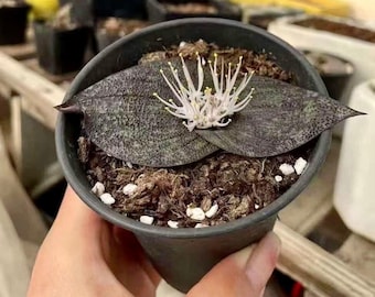 decorative planter pot Tortoise Plastic Pot, Unique & Charming Decorative Planters for Indoor &  Outdoor Garden – Organicbazar main image 0