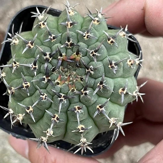 Gymnocalycium Bodenbenderianum Black Spine – Rare Cactus Live