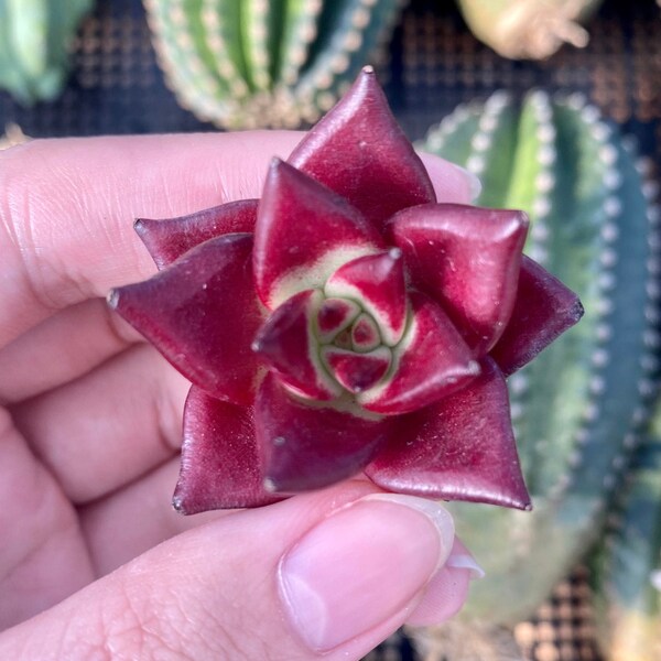 Rare Succulents - Echeveria Agavoides Rubin (1.5")