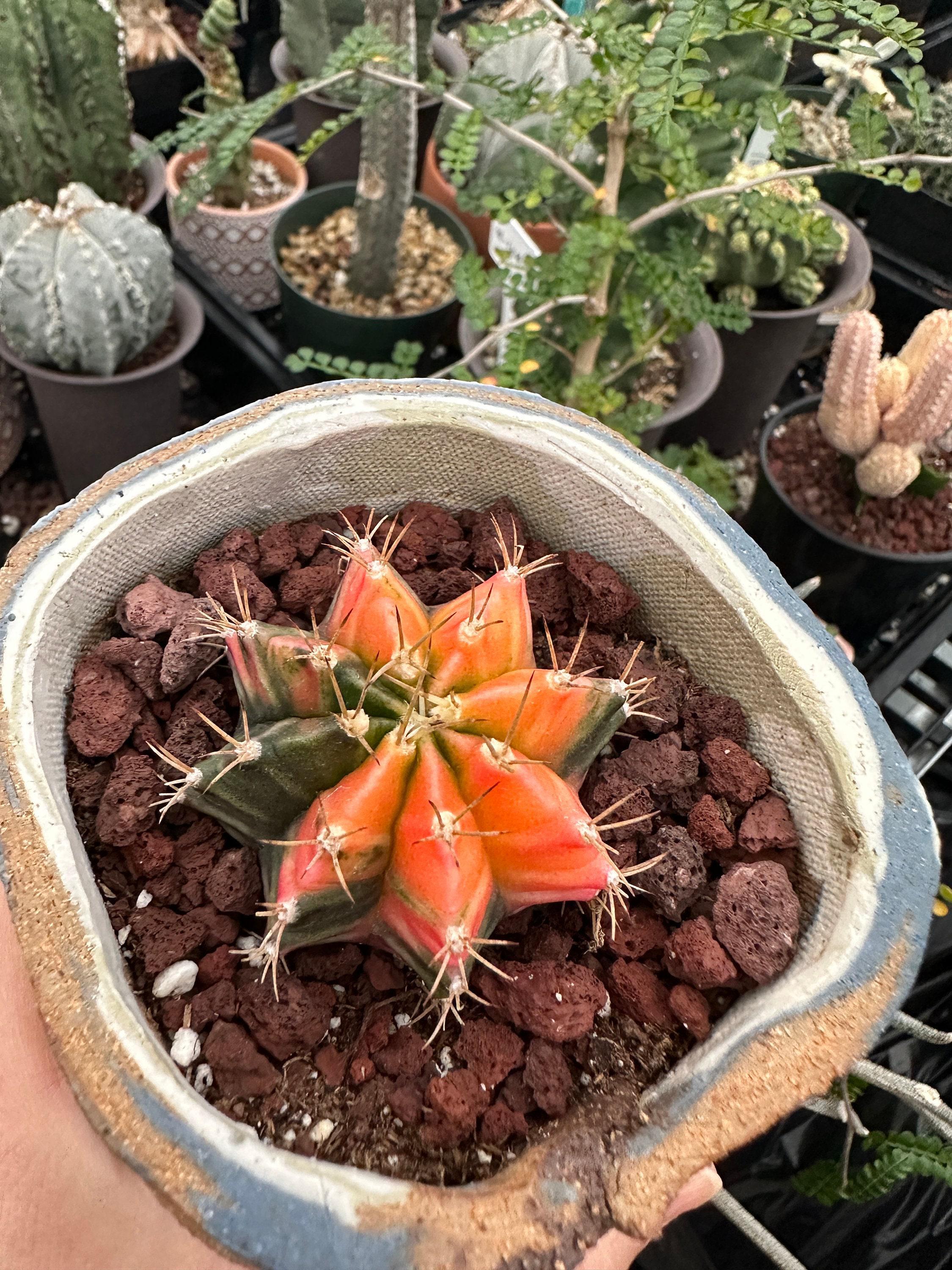 Rare Cactus, Gymnocalycium Mihanovichii Var. Friedrichii Werderm Variegata,  Live Plant - Etsy