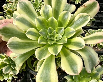 Aeonium Purée variegated Cluster (6”) Rare Succulents