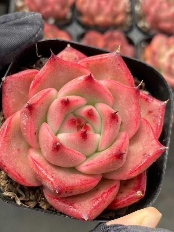 Rare Succulents, Echeveria Agavoides Roca
