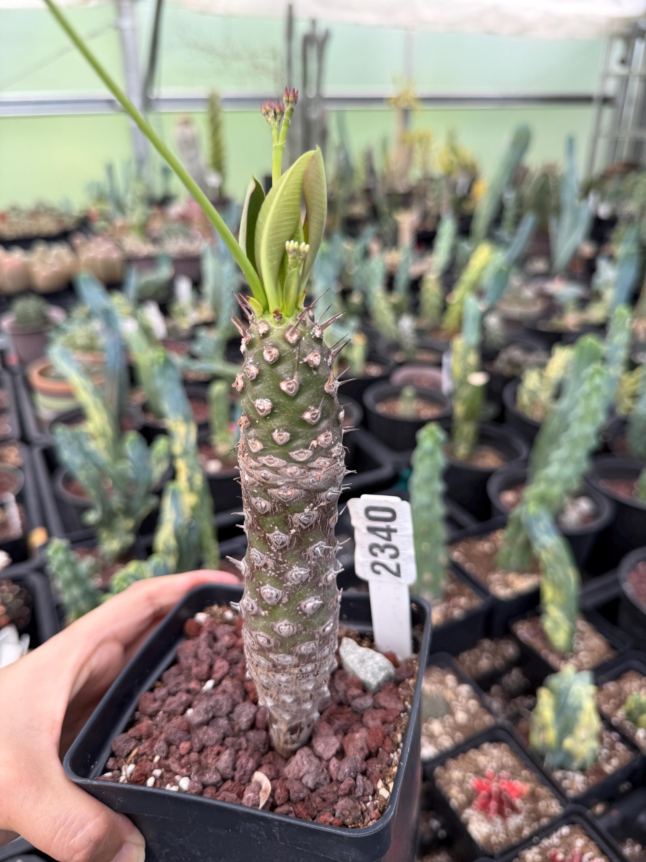 Rare Euphorbia Pachypodioides – Caudex Succulent Plant – Exotic