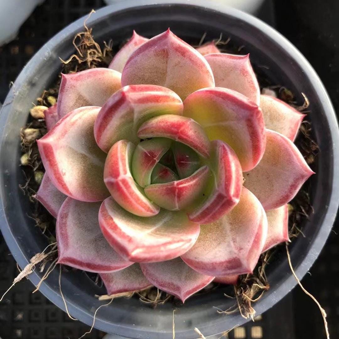 Echeveria、5点セットです(^-^) Echeveria Dare Devil, Colorful Live Rosette Plant – Popular Gift