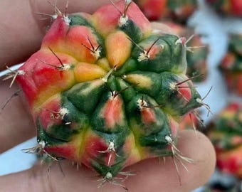 Rare Cactus, Gymnocalycium Mihanovichii Variegata (1.5”-2”), Live Plant