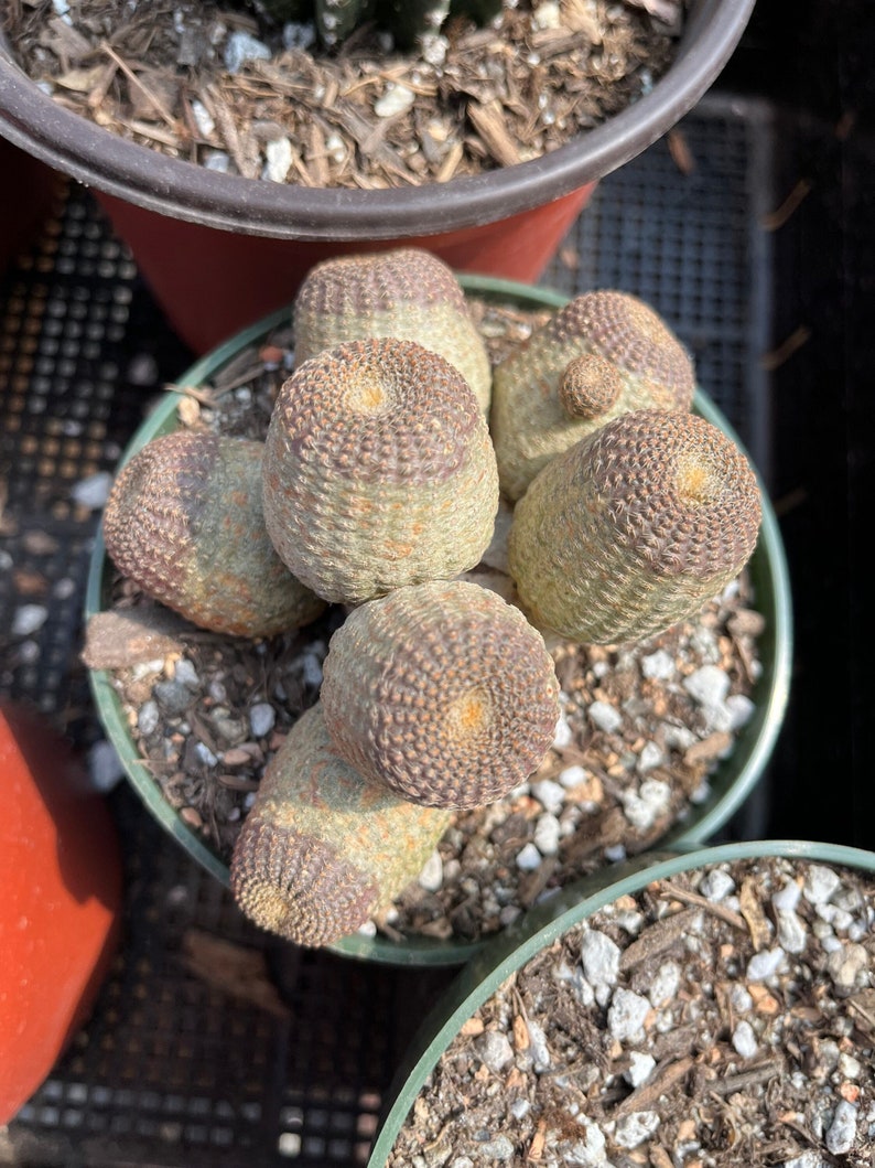 Rare Cactus - Echinopsis Famatimensis cluster