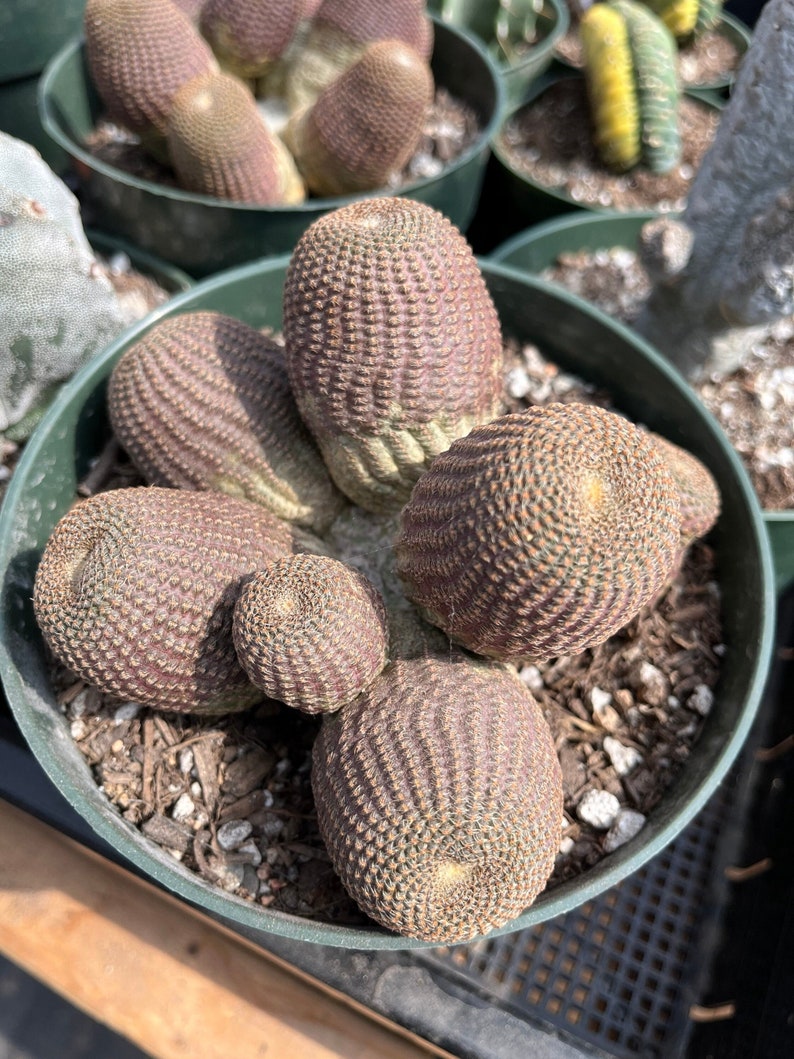 Rare Cactus - Echinopsis Famatimensis cluster