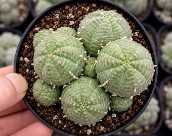 Rare Euphorbia, Euphorbia Obesa Cluster, Live Plant - Etsy