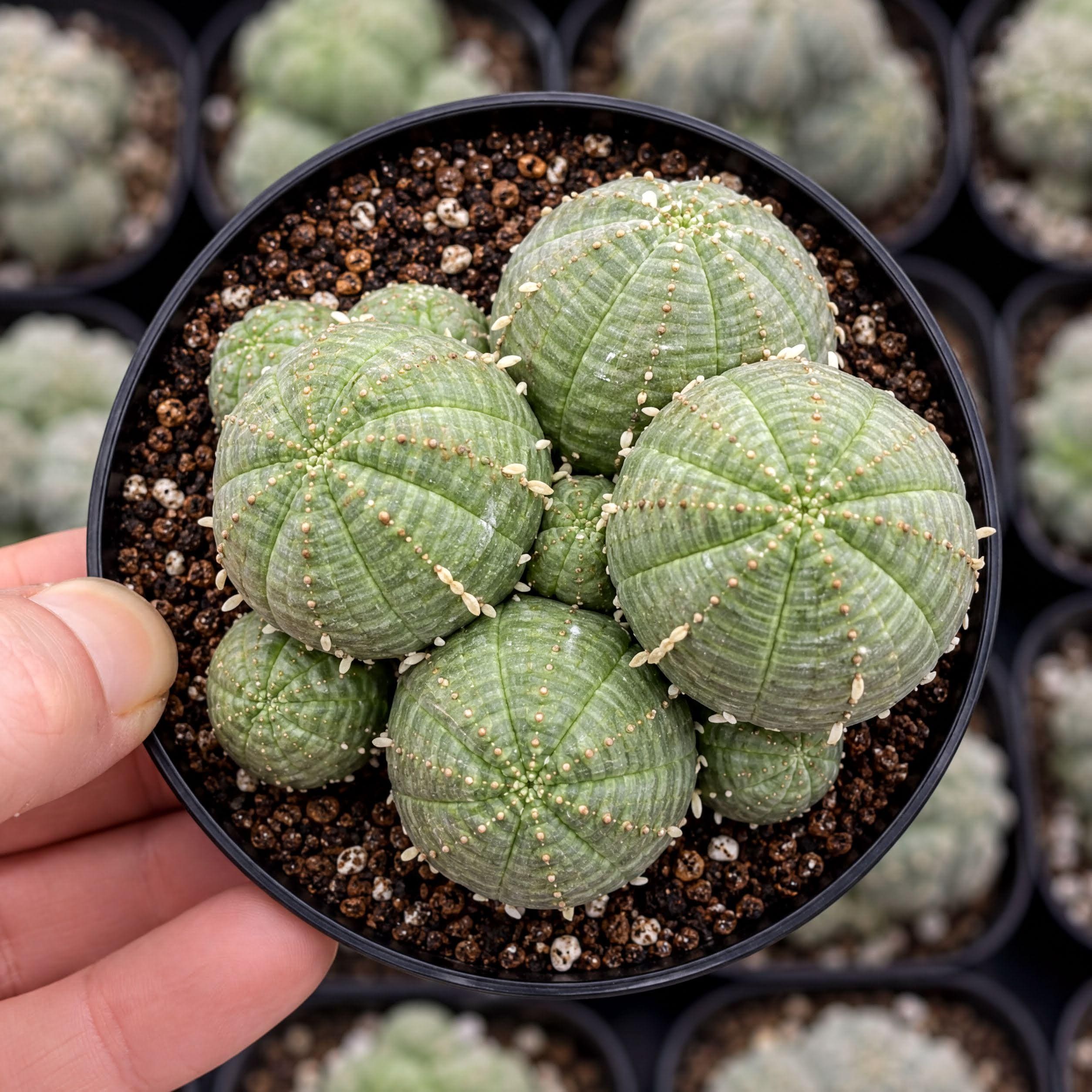 Rare Euphorbia, Euphorbia Obesa Cluster, Live Plant - Etsy