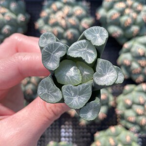 Rare Succulents - Haworthia Maughanii Jade Dragon