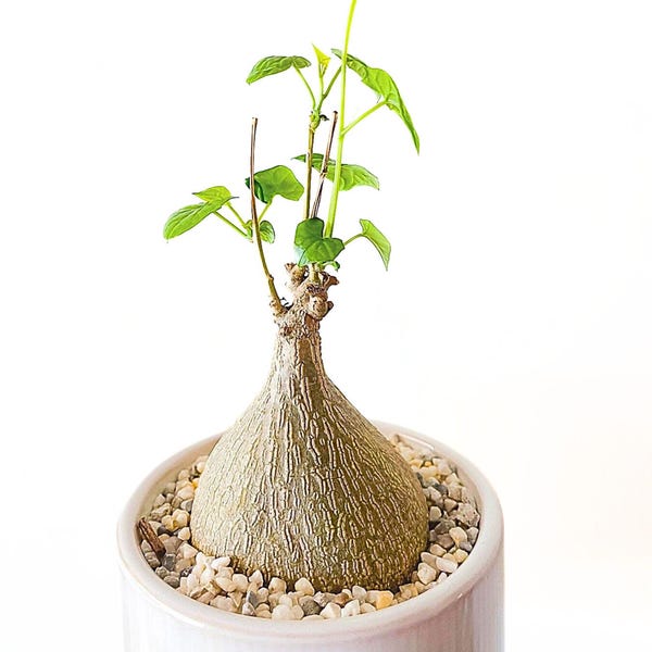 Rare Succulents, Gerrardanthus Macrorhizus, Live Plant