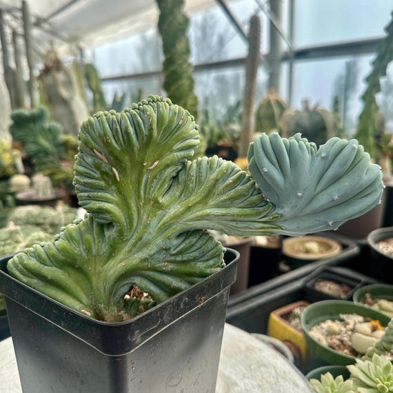 Rare Cactus, Myrtillocactus Geometrizans Crested, Live Plant - Etsy