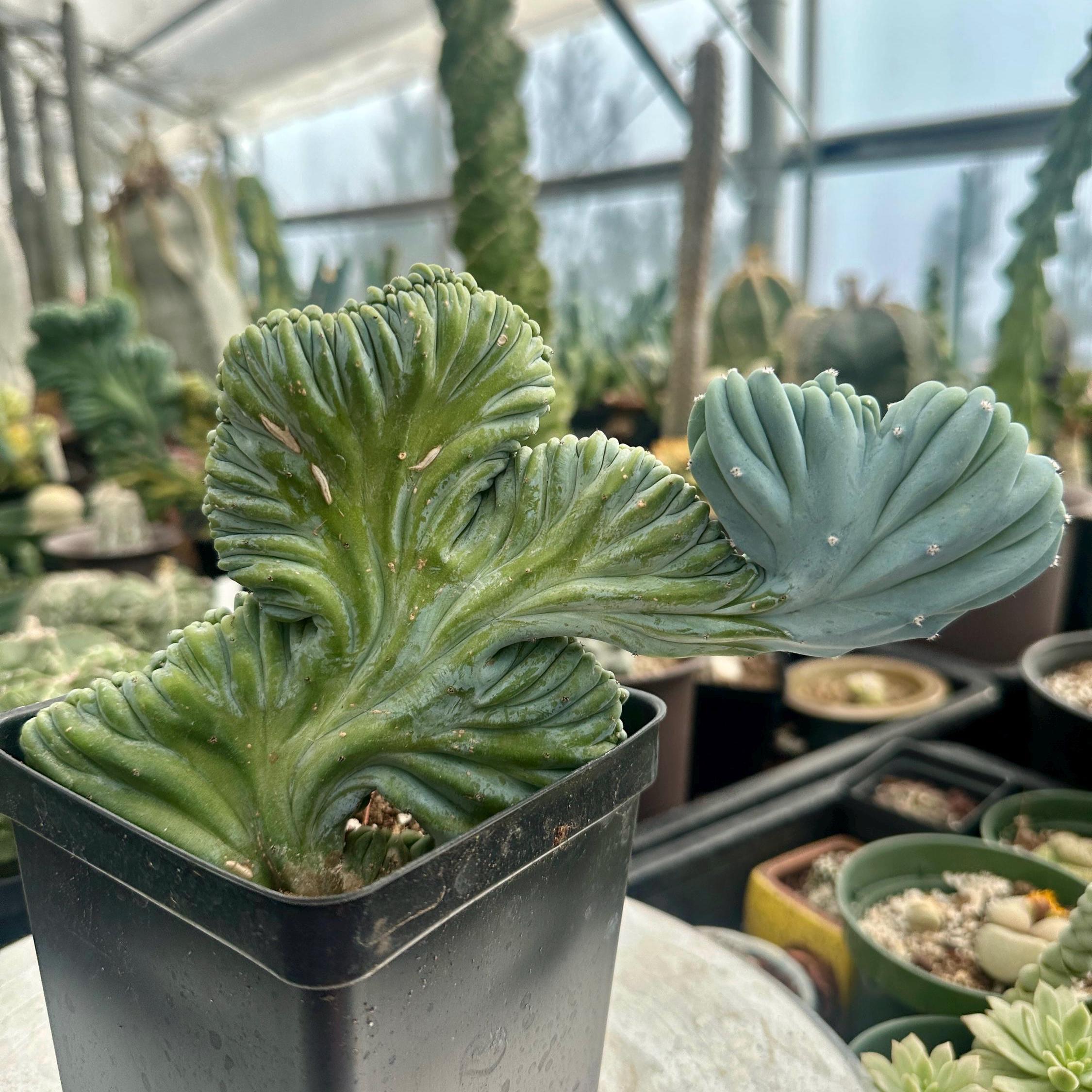 Rare Cactus, Myrtillocactus Geometrizans Crested, Live Plant - Etsy