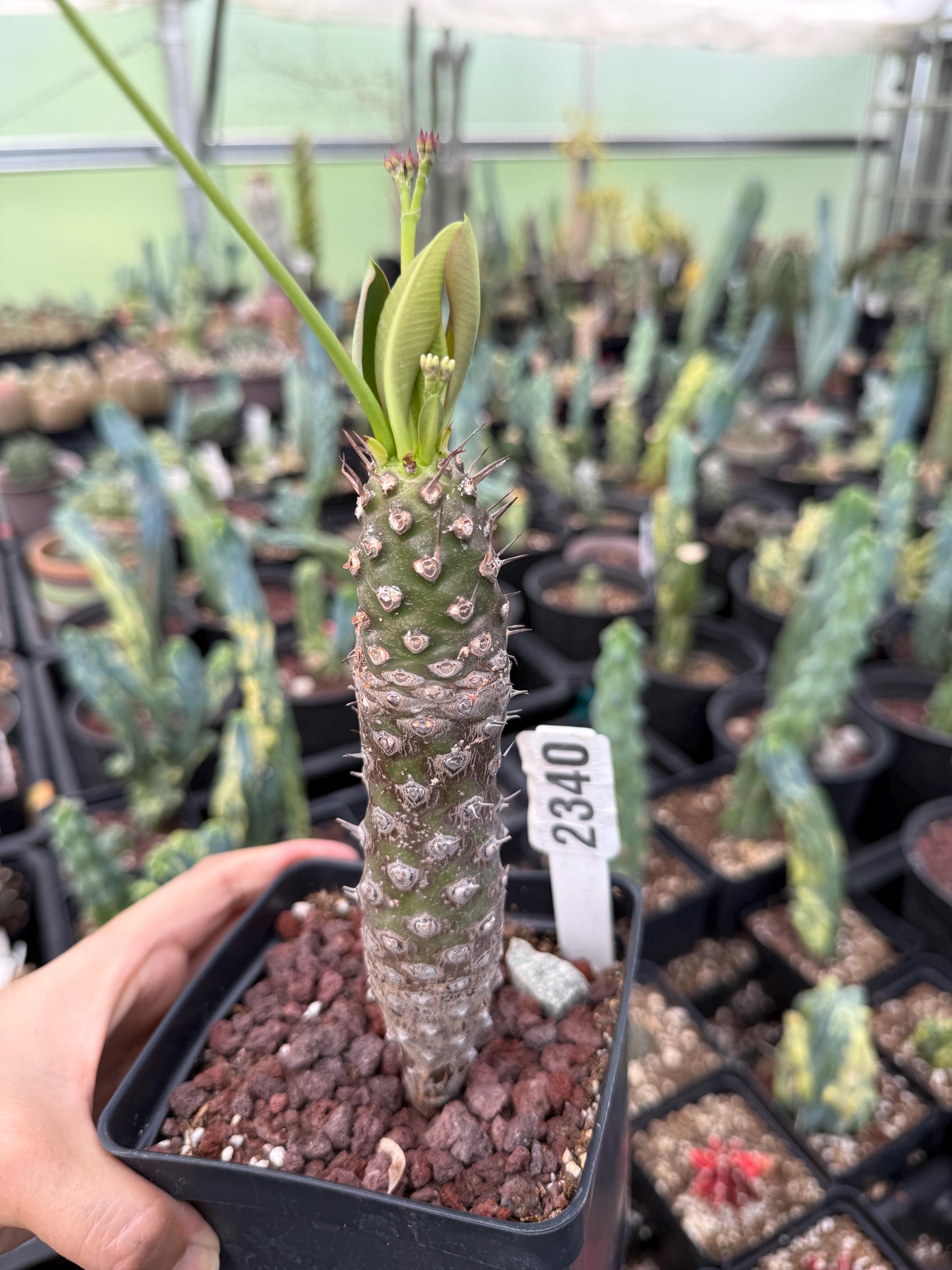 Rare Euphorbia Pachypodioides – Caudex Succulent Plant – Exotic