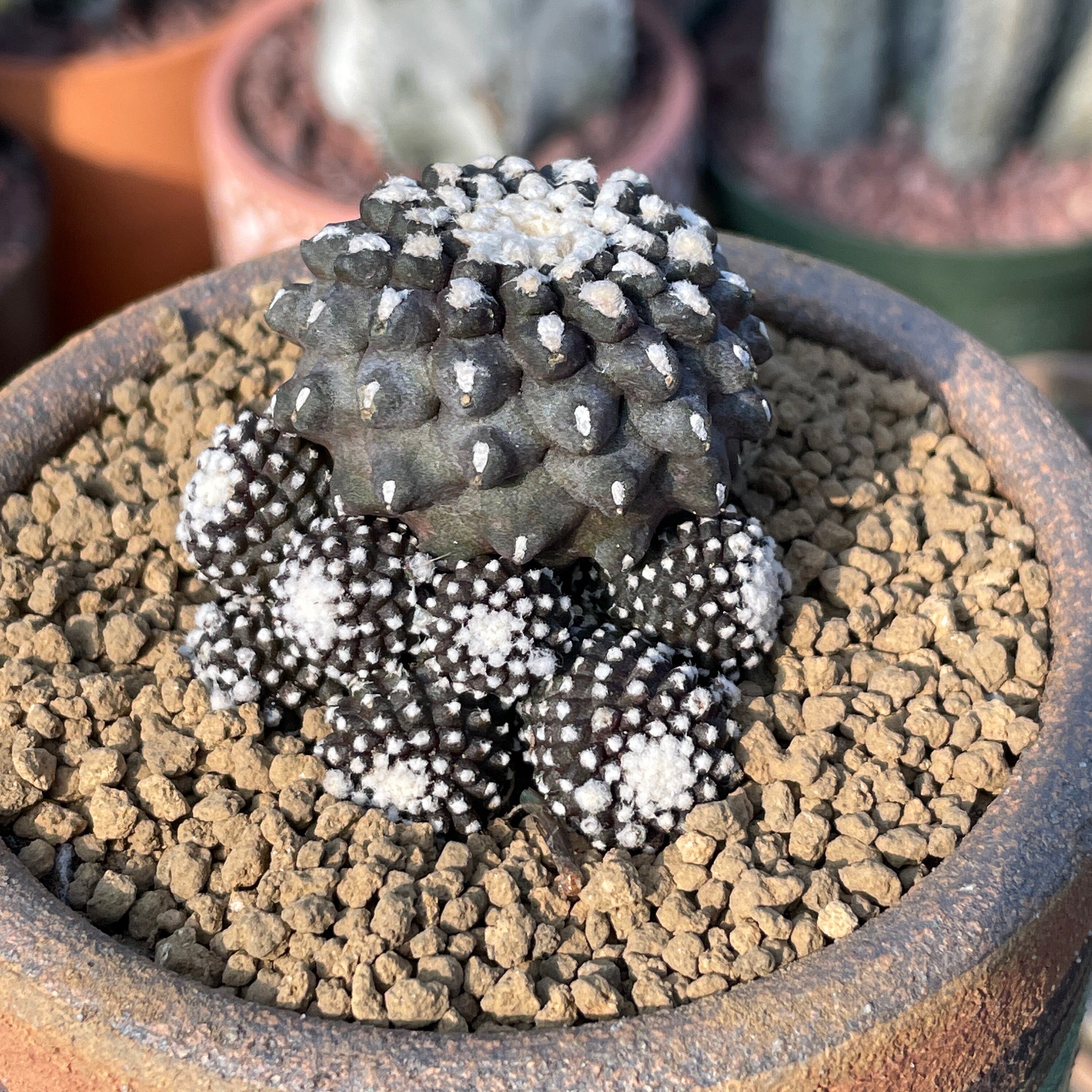 COPIAPOA MONSTER Blue Skinned Hybrid