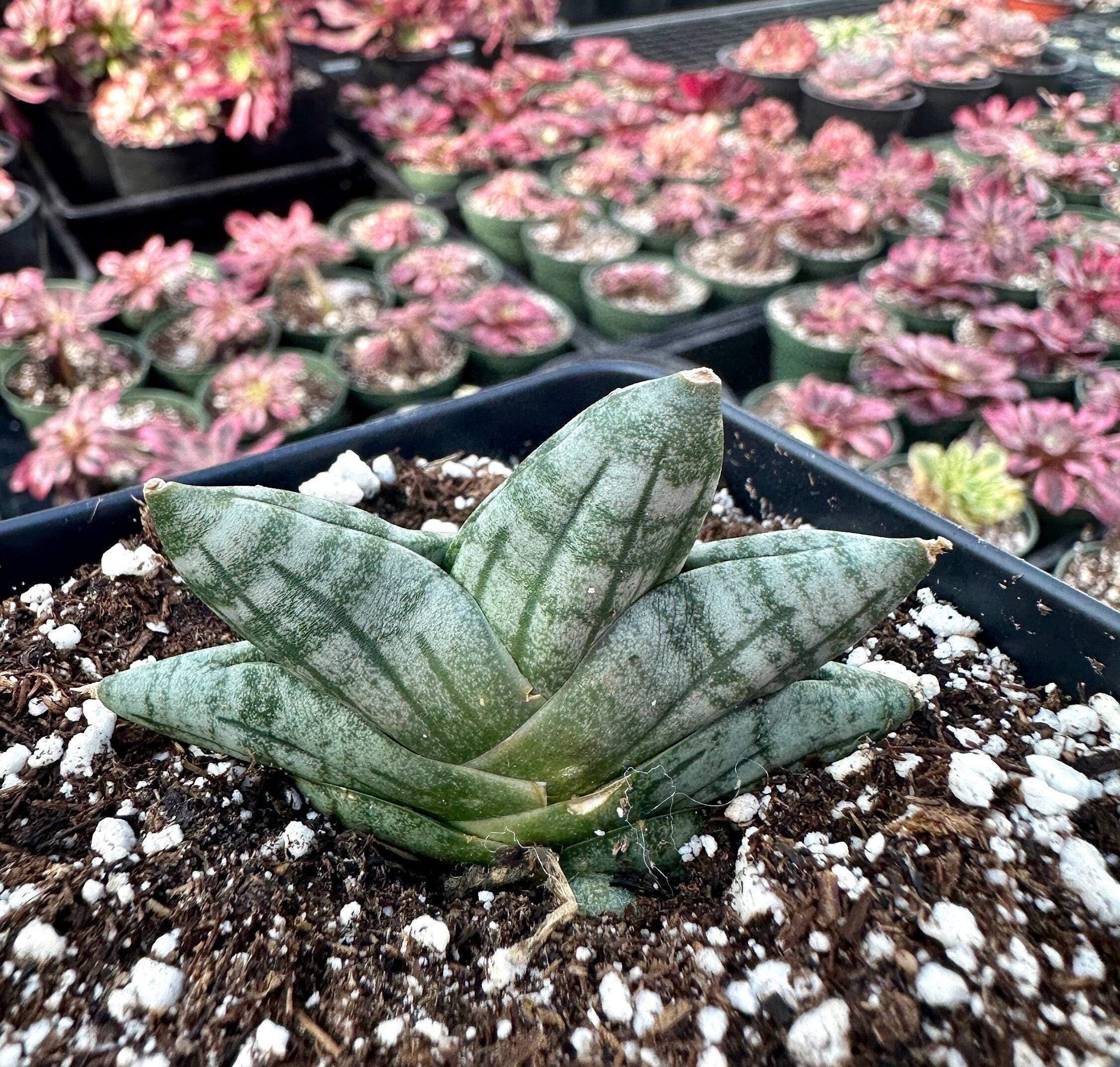 Rare Succulents, Sansevieria Mini Boncel, Christmas Tree, Live Rare Succulents, Sansevieria Mini Boncel, Christmas Tree, Live