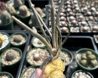 Rare Cactus - Astrophytum caput-medusae Seed Grown