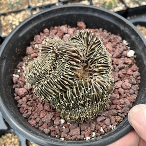 Rare Cactus, Gymnocalycium Mihanovichii Crested (1), Live Plant