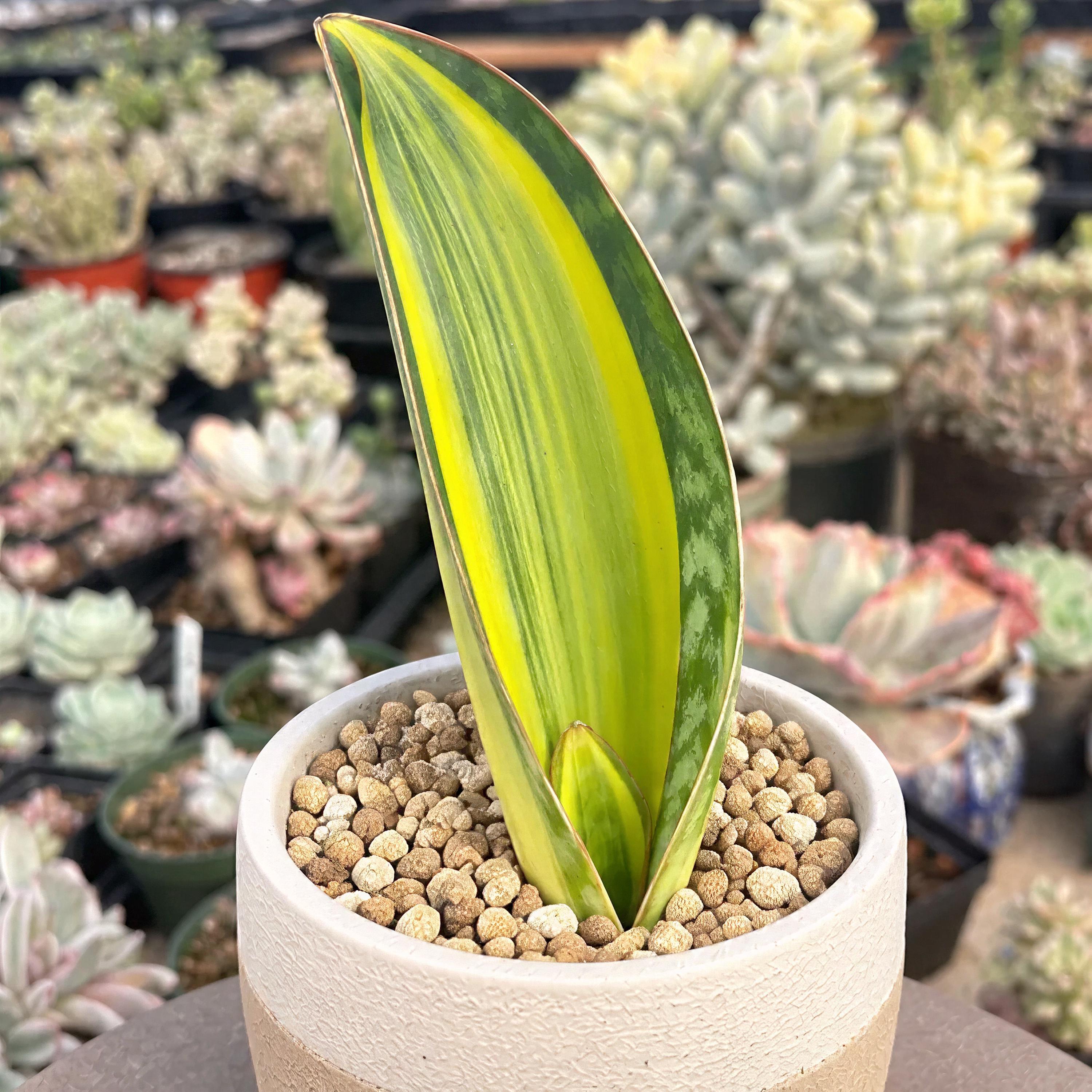 Rare Succulents, Sansevieria Masoniana Whale Fin Variegated, Live