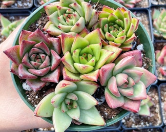 Rare Succulents - Echeveria Agavoides Hybrid mini Combo (6 Pcs set)