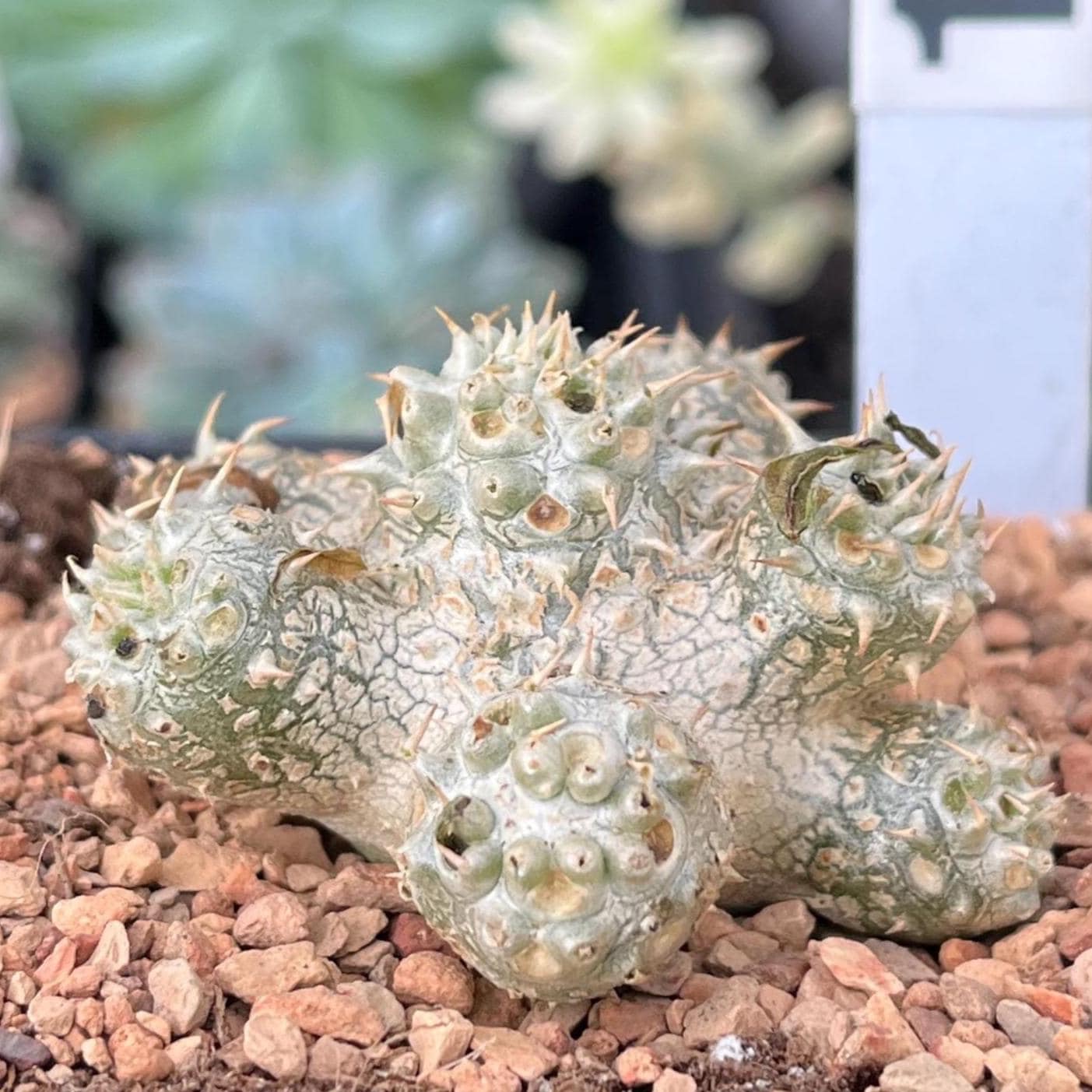 Rare Succulents - Pachypodium Brevicaule, Growers Choice - Etsy
