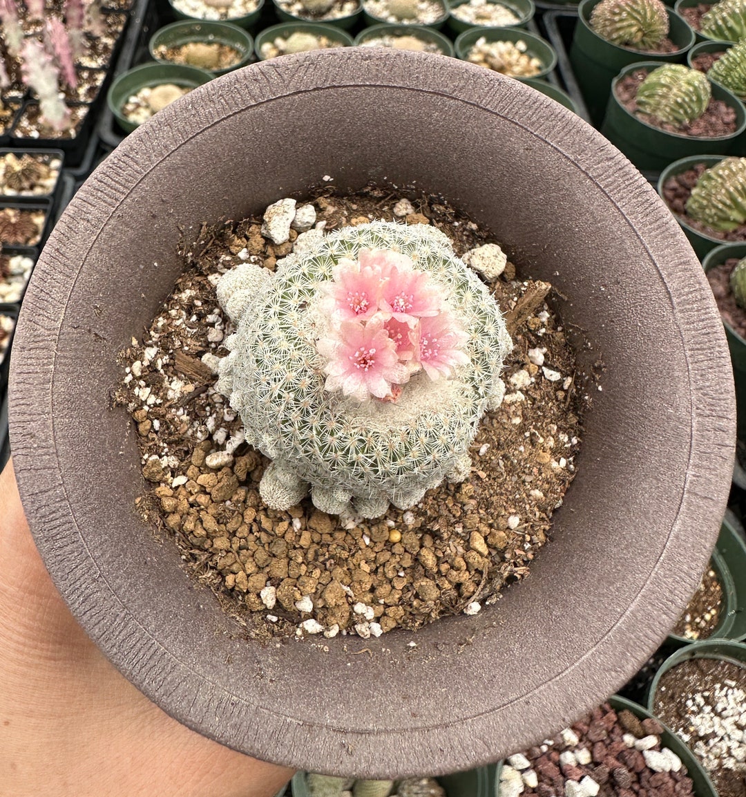 Epithelantha Micromeris Cactus Seeds - Rare Species, 20 Seeds Pack